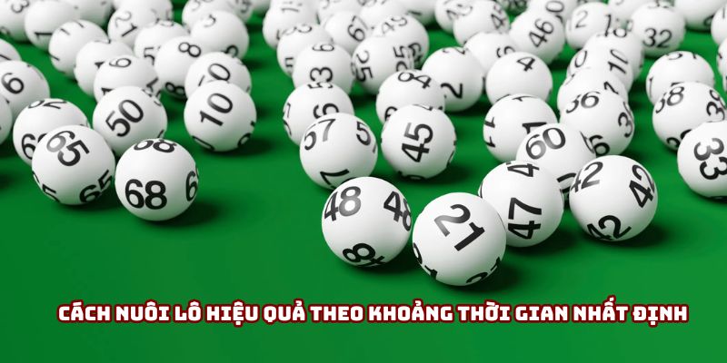 Cách nuôi lô hiệu quả theo khoảng thời gian nhất định